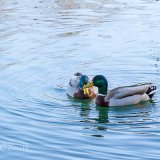Two Mallard Ducks Swimming