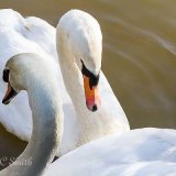 Swans