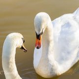 Two Swans