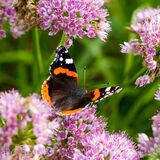 Red Admiral (Vanessa Atalanta)