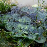 Water Lily Pads