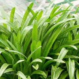Watering Agapanthus Plant Leaves