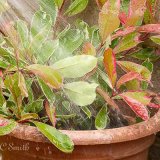 Watering Plants