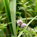 Watermint