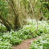 Wild Garlic Allium Ursinum Woodland