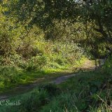 Woodland Pathway