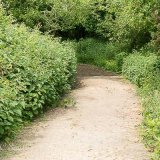 Woodland Walk-2