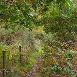Woodland Walk