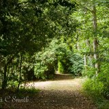 Woodland