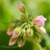 Zonal Geranium Buds