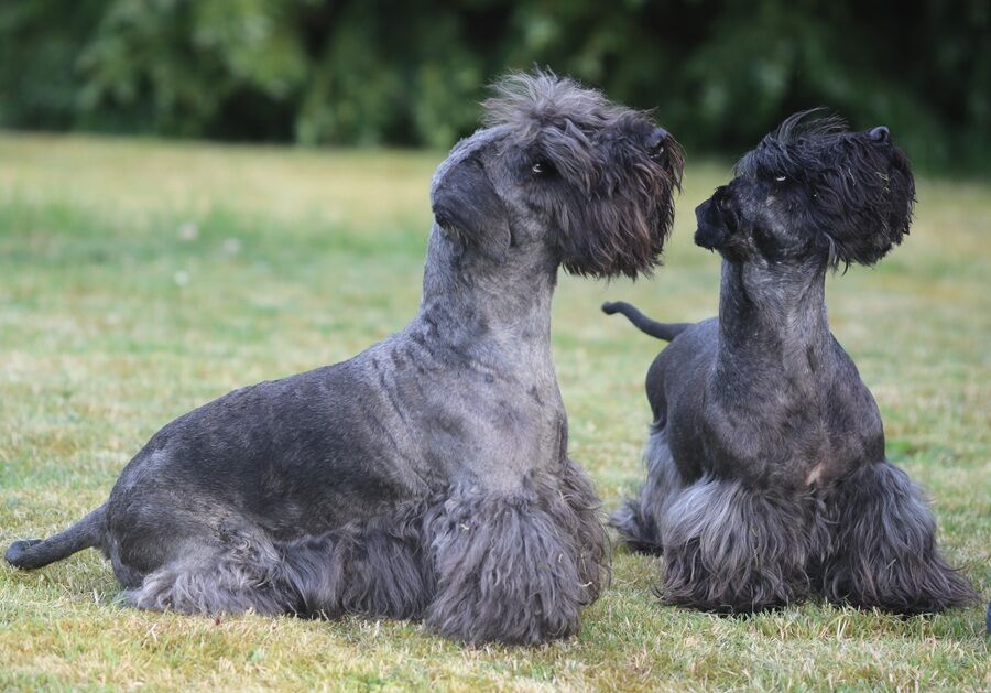 Hector and Cilla