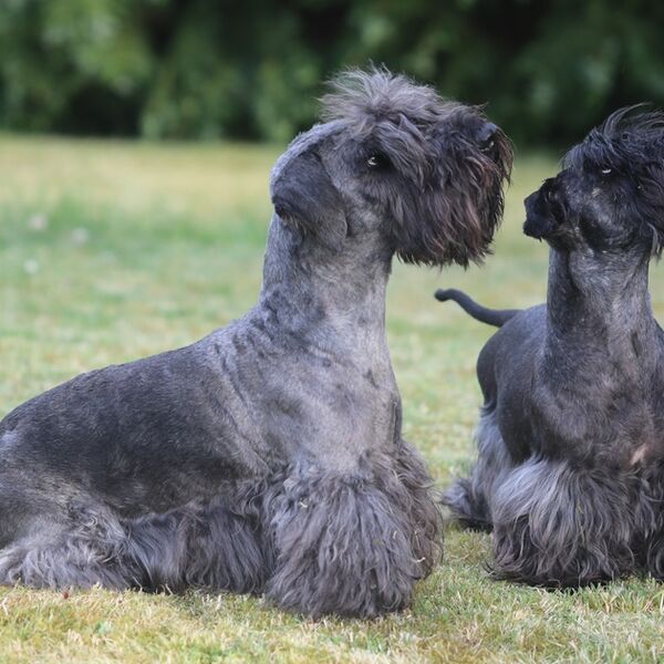 Hector and Cilla