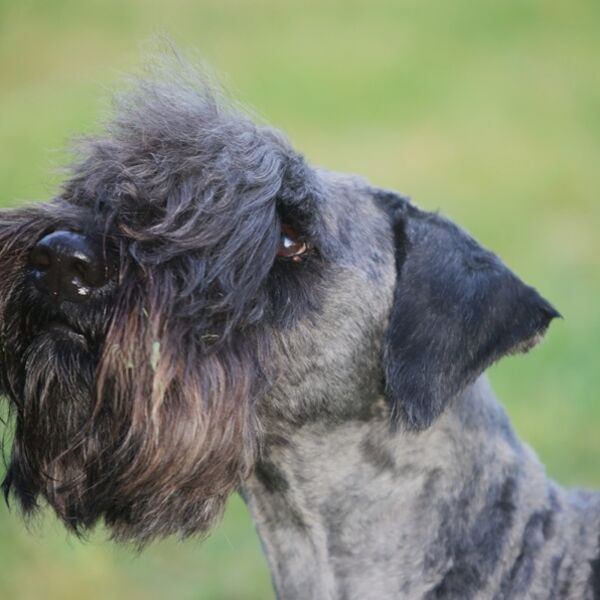 Cilla