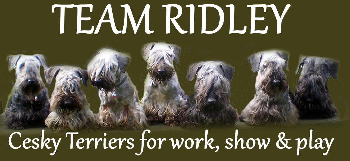 Team Ridley