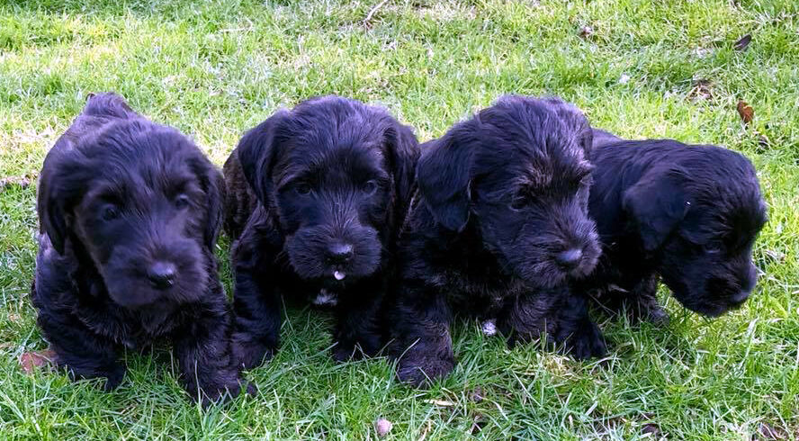 Wherrypoint puppies, by Tomas
