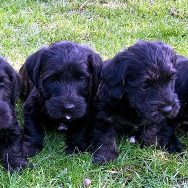 Wherrypoint puppies, by Tomas