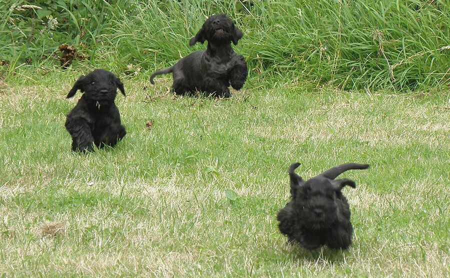 The 'X' litter