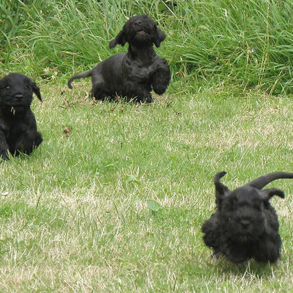 The 'X' litter