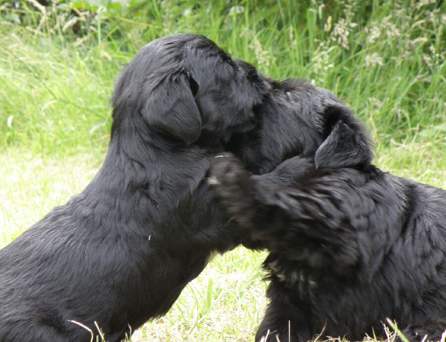 Xaver and Xanto