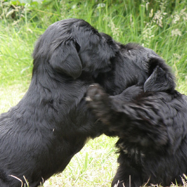 Xaver and Xanto
