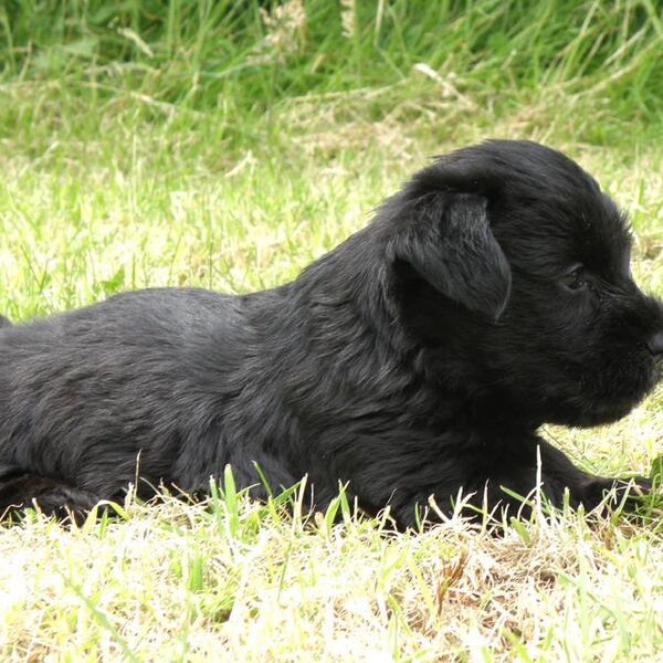 Puppies
