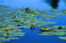 Water Lillies