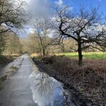 Reflections After Rain, Eastmoor Park, Harpenden