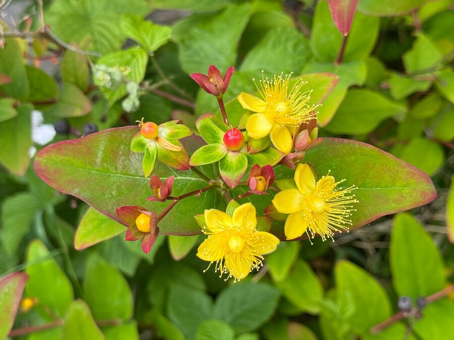St John's Wort, Southdown, Harpenden