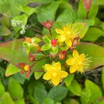St John's Wort, Southdown, Harpenden