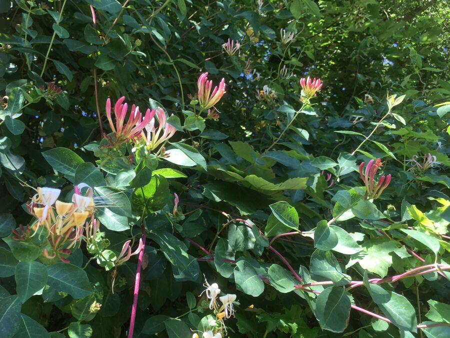 Honeysuckle, Eastmoor Park, Harpenden