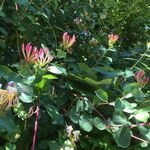Honeysuckle, Eastmoor Park, Harpenden
