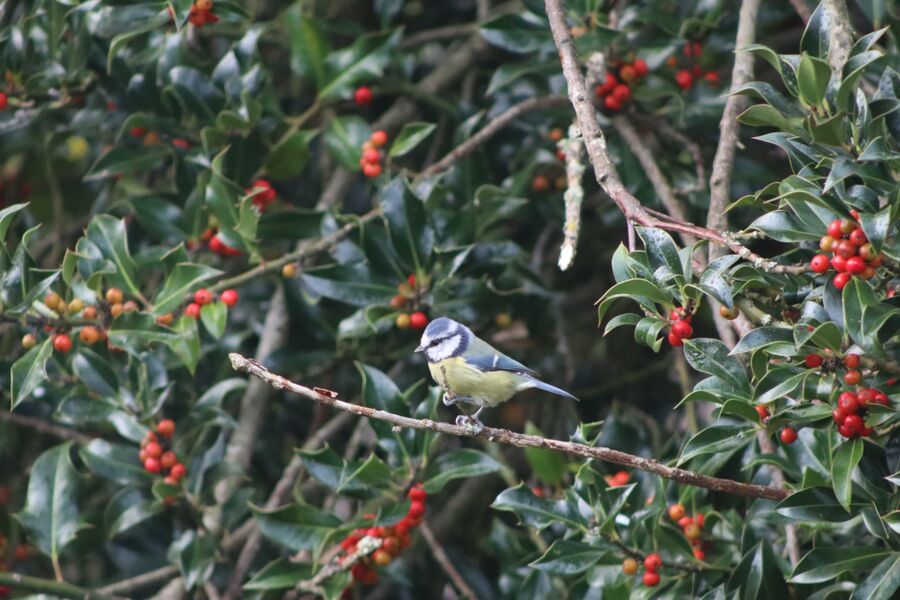 Bluetit, Southdown, Harpenden