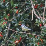 Bluetit, Southdown, Harpenden
