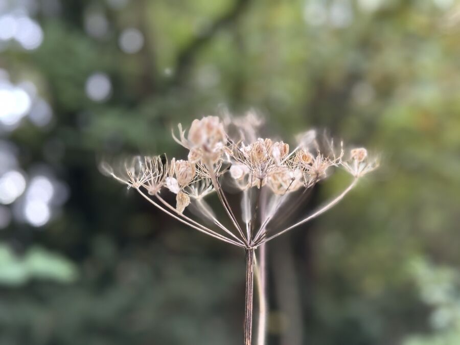 Hogweed, Eastmoor Park, Harpenden