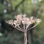 Hogweed, Eastmoor Park, Harpenden