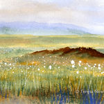 Bog Cotton