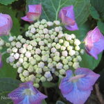 Hydrangea