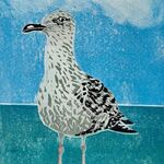 Juvenile Herring Gull