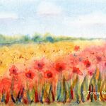 Poppy Fields