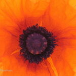 Red Poppy