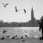 Feeding the Birds, Venice