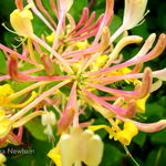 Honeysuckle