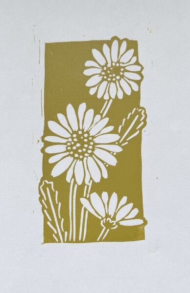 Ox Eye Daisies