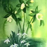 Snowdrops & Hellebores
