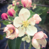 i phone images on Stockimo