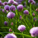 chive flowers