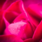 macro rose