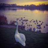 sunset swan