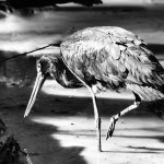 Bird On A Stick