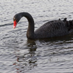 Black Swan At Waterhay